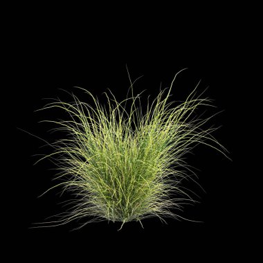 Miscanthus Sinensis Zebrinus çalılığının siyah arka planda izole edilmiş 3D çizimi