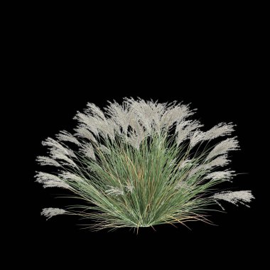 Siyah arkaplanda izole edilmiş miscanthus sinensis çalılığının 3D çizimi