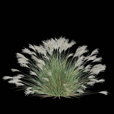 Siyah arkaplanda izole edilmiş miscanthus sinensis çalılığının 3D çizimi