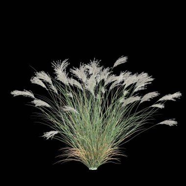 Siyah arkaplanda izole edilmiş miscanthus sinensis çalılığının 3D çizimi