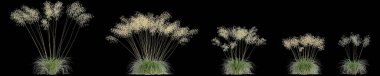 Stipa Gigantea çalılığının siyah arka planda izole edilmiş 3D çizimi