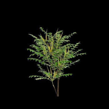 Mahonia japonica ağacının siyah arkaplanda izole edilmiş 3D çizimi