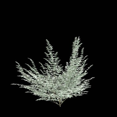 Siyah arkaplanda izole edilmiş Ligustrum sinense Variegatum ağacının 3d çizimi