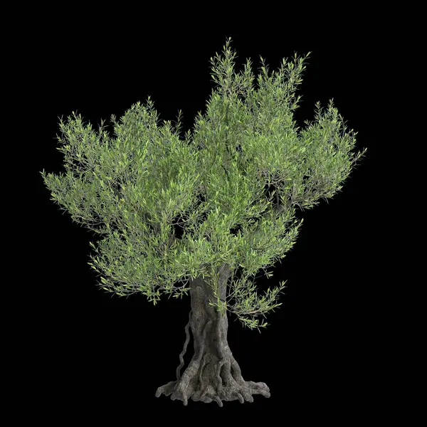 stock image 3d illustration of Olea europaea tree isolated black background