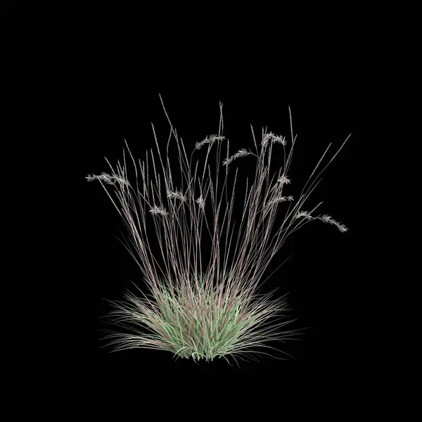 Illustration Schizachyrium Scoparium Bush Isolated Black Background — Stock Photo, Image