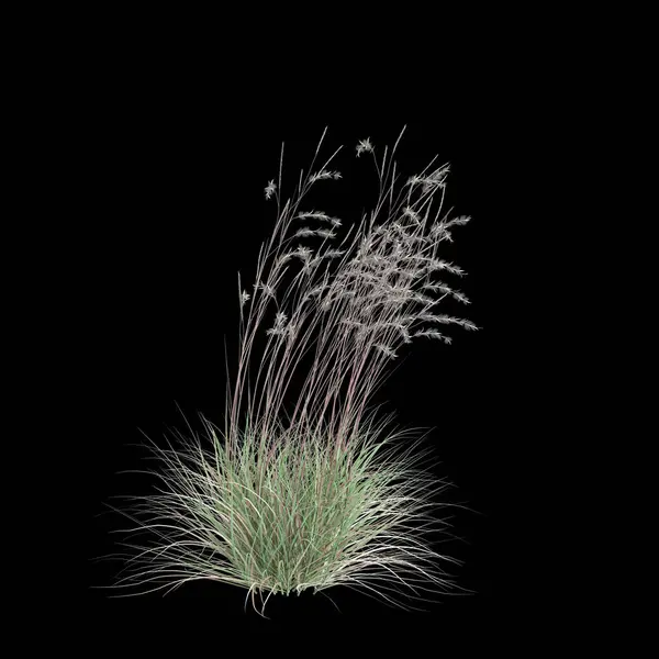 Stock image 3d illustration of Schizachyrium Scoparium bush isolated on black background