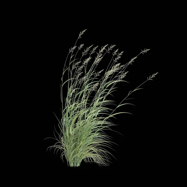 stock image 3d illustration of Phalaris Arundinacea bush isolated on black background