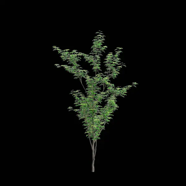 stock image 3d illustration of Acer palmatum tree isolated on black background