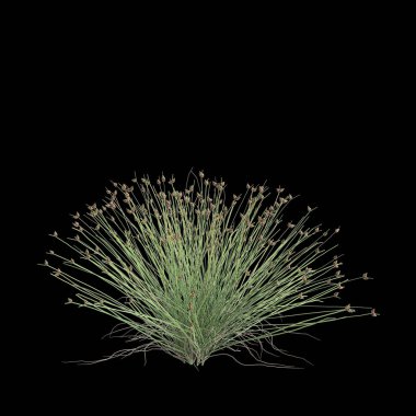 İzolepis sernua çalısının siyah arkaplanda izole edilmiş 3D çizimi