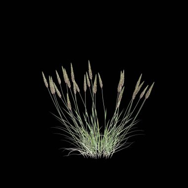 Siyah arka planda izole edilmiş antoxanthum odoratum çalılığının 3D çizimi