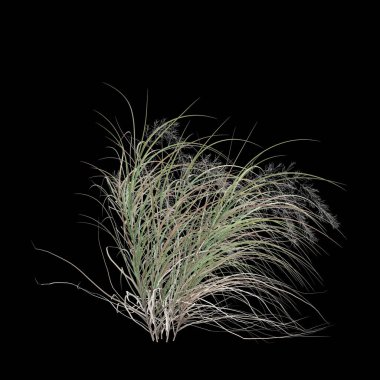 Siyah arka planda izole edilmiş anemanthele Lessoniana çalılığının 3D çizimi