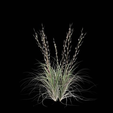 Siyah arka planda izole edilmiş andropagon virginicus çalılığının 3D çizimi