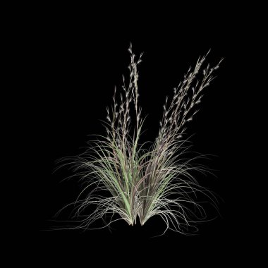 Siyah arka planda izole edilmiş andropagon virginicus çalılığının 3D çizimi