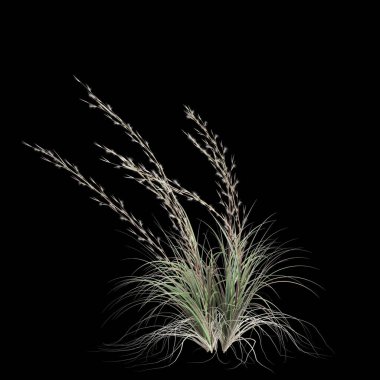 Siyah arka planda izole edilmiş andropagon virginicus çalılığının 3D çizimi