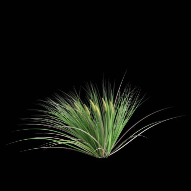 Kara arkaplanda izole edilmiş acorus gramineus çalısının 3D çizimi