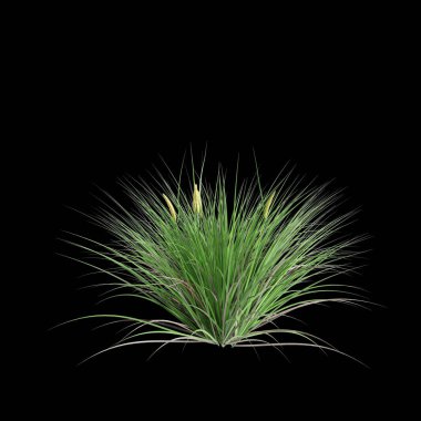 Kara arkaplanda izole edilmiş acorus gramineus çalısının 3D çizimi