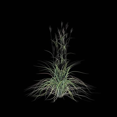 3D andropogon gerardii çalısı çizimi siyah arkaplanda izole
