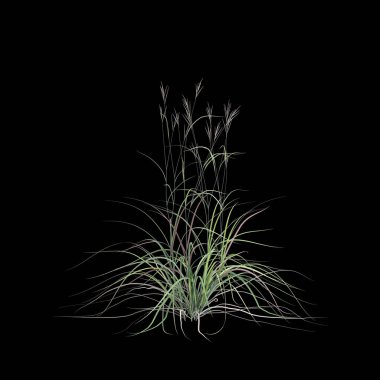 3D andropogon gerardii çalısı çizimi siyah arkaplanda izole