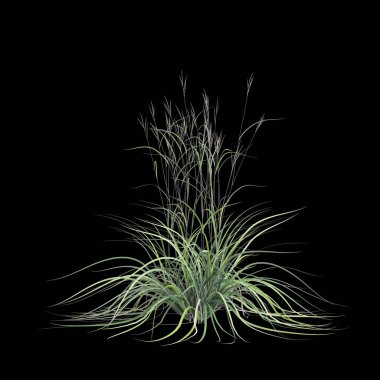 3D andropogon gerardii çalısı çizimi siyah arkaplanda izole