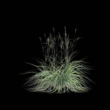 3D andropogon gerardii çalısı çizimi siyah arkaplanda izole