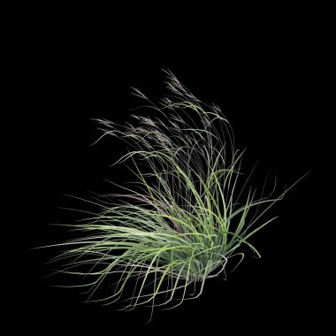 3D andropogon gerardii çalısı çizimi siyah arkaplanda izole