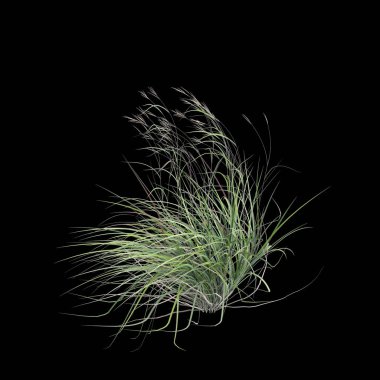 3D andropogon gerardii çalısı çizimi siyah arkaplanda izole