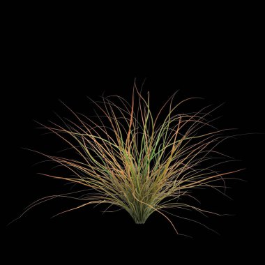 Karex Testacea çalılığının siyah arka planda izole edilmiş 3D çizimi