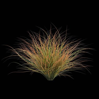 Karex Testacea çalılığının siyah arka planda izole edilmiş 3D çizimi