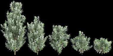 Siyah arkaplanda izole edilmiş Pittosporum crassifolium ağaçlarının 3d çizimi