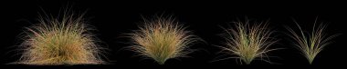 Siyah arkaplanda izole edilmiş Carex Testacea çalılığının 3D çizimi