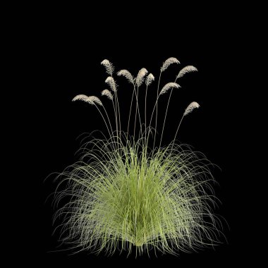 Cortaderia Richardii otunun siyah arka planda izole edilmiş 3D çizimi