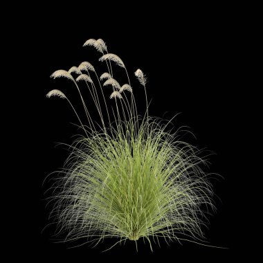 Cortaderia Richardii otunun siyah arka planda izole edilmiş 3D çizimi