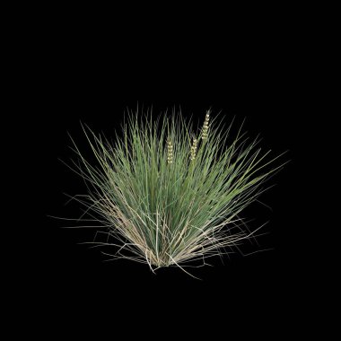 Lomandra konferansının 3D çizimi siyah arka planda izole edilmiş çalılık