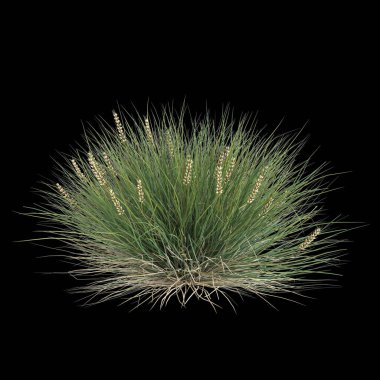 Lomandra konferansının 3D çizimi siyah arka planda izole edilmiş çalılık