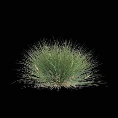 Lomandra konferansının 3D çizimi siyah arka planda izole edilmiş çalılık