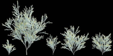 Siyah arkaplanda izole edilmiş 3d Acacia podalyriifolia ağacı