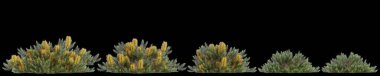 Banksia spinulosa çalısının siyah arkaplanda izole edilmiş 3D çizimi
