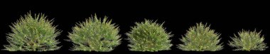Austromyrtus tenuifolia çalılığının siyah arka planda izole edilmiş 3D çizimi