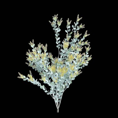 Siyah arkaplanda izole edilmiş 3d Acacia podalyriifolia ağacı