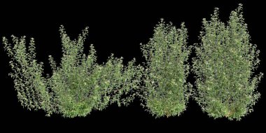 Trachelospermum asiaticum bitkisinin siyah arka planda izole edilmiş 3D çizimi