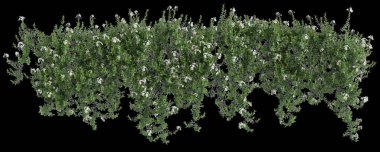 Solanum laxum asma bitkisinin 3D çizimi siyah arkaplanda izole edildi