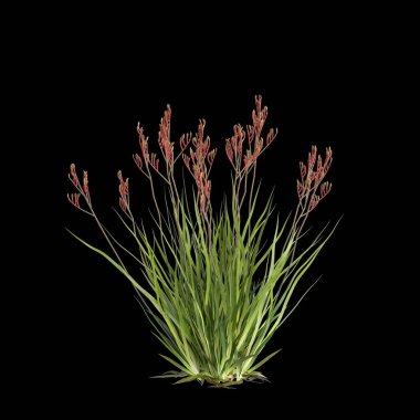 Anigozanthos Flavidus 'un siyah arka planda izole edilmiş 3D çizimi