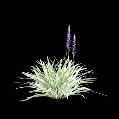 Liriope Muscari çalılarının siyah arka planda izole edilmiş 3D çizimi