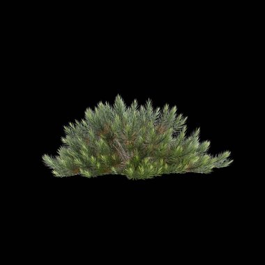 Banksia spinulosa çalısının siyah arka planda izole edilmiş 3D çizimi
