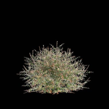 Austromyrtus dulcis çalılarının siyah arka planda izole edilmiş 3D çizimi