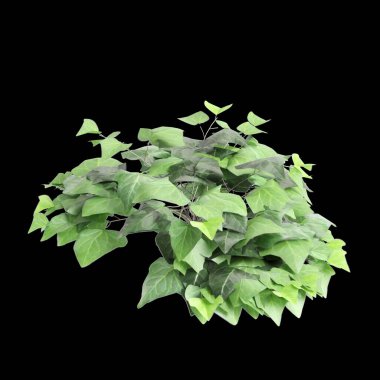 Hedera canariensis çalılığının siyah arka planda izole edilmiş 3D çizimi