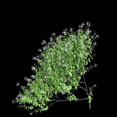 Ürkütücü bitki Clematis paniklemesinin 3 boyutlu çizimi siyah arka planda izole edildi