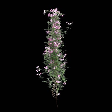 Ürkütücü bitki Pandorea yaseminoides 'in siyah arka planda izole edilmiş 3D çizimi