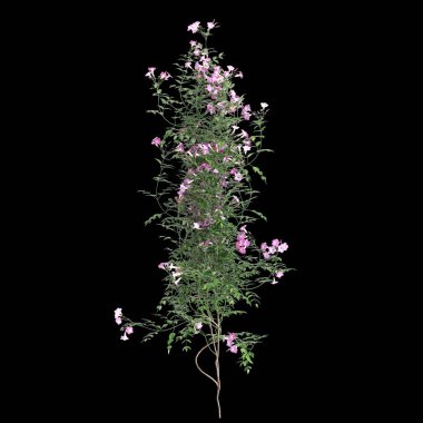 Ürkütücü bitki Pandorea yaseminoides 'in siyah arka planda izole edilmiş 3D çizimi