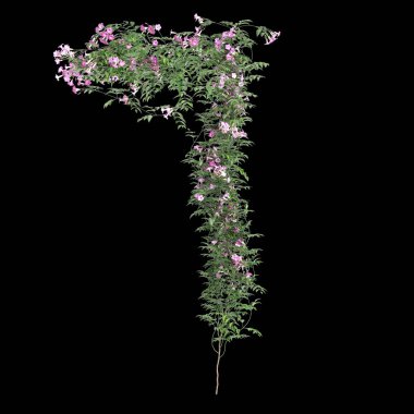 Ürkütücü bitki Pandorea yaseminoides 'in siyah arka planda izole edilmiş 3D çizimi